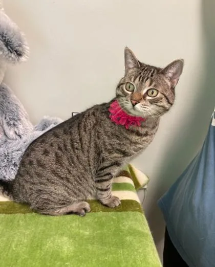 An adult medium-sized female Domestic Short Hair cat named $ Kinder for adoption in Picayune, MS