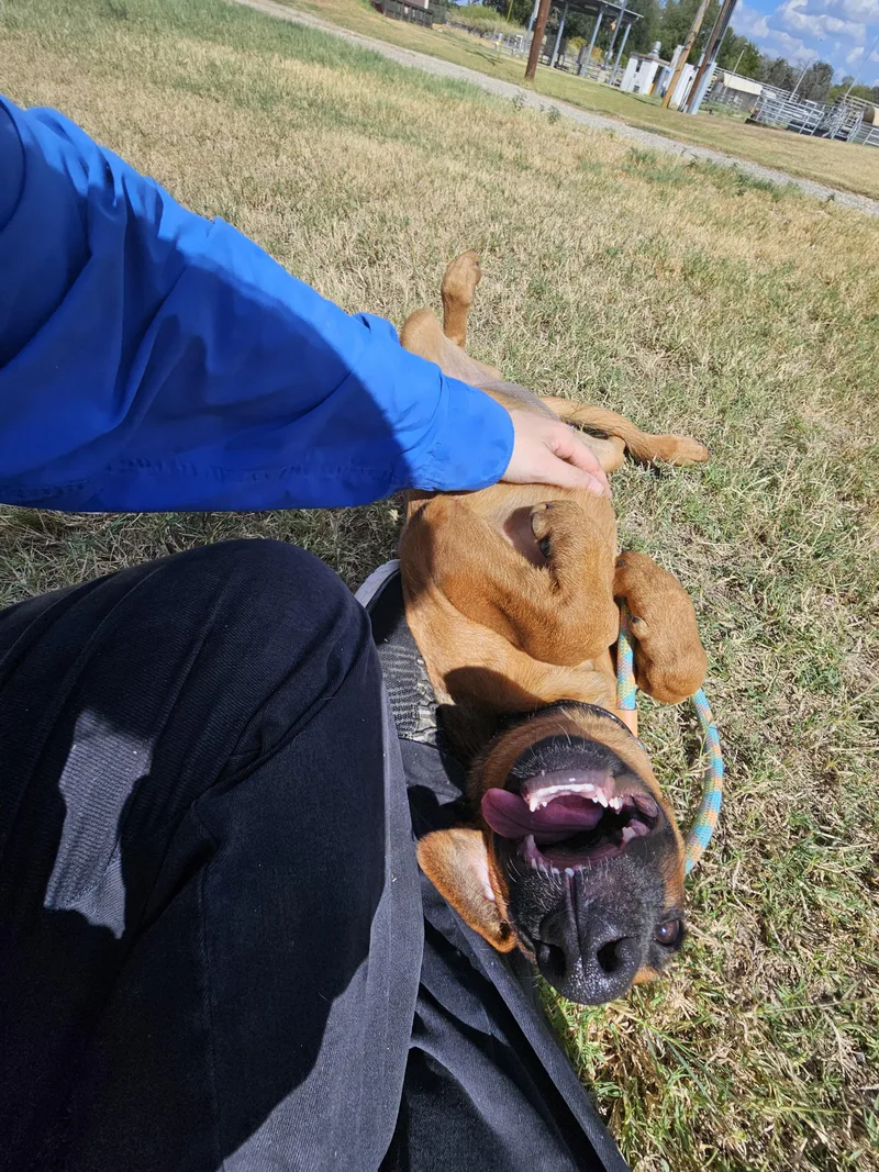 A young small-sized female Bicolor Black Mouth Cur dog named Pudding for adoption in Hamilton , TX
