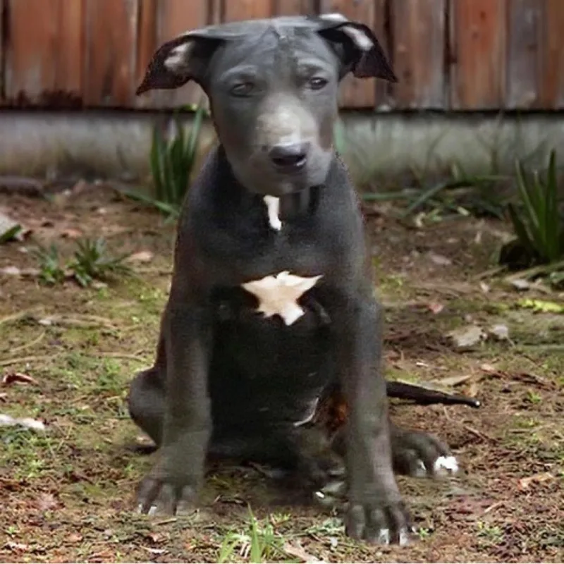 A baby large-sized female Black Mixed Breed dog named Cam for adoption in Hendersonville, NC