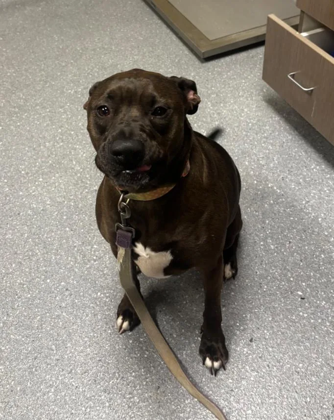 An adult large-sized female Mixed Breed dog named Honey for adoption in Greenfield, IN