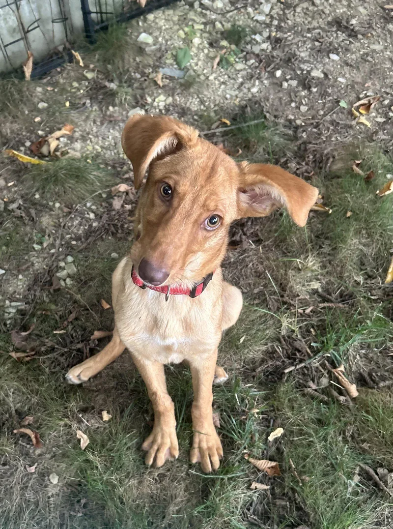 A young medium-sized female Golden Retriever dog named Dobby for adoption in Stephens City, VA