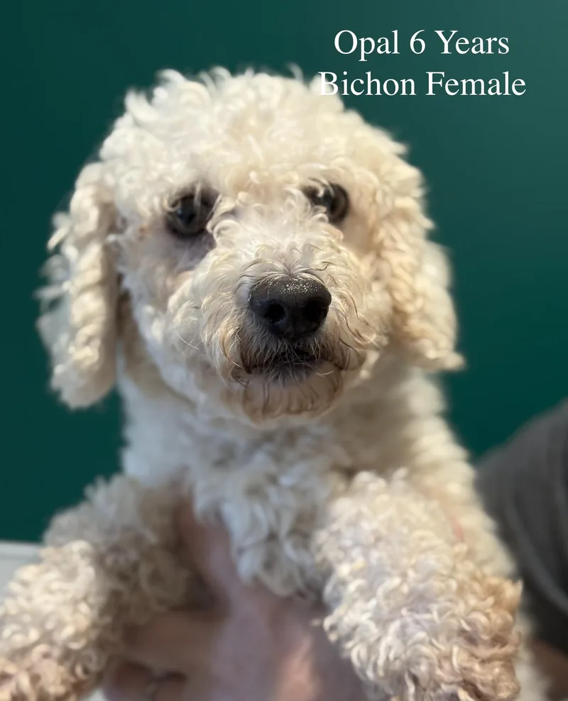 An adult small-sized female White / Cream Bichon Frise dog named Opal for adoption in Blue Springs, MO