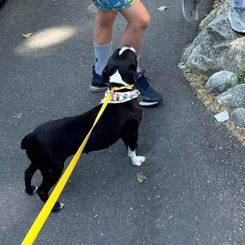 An adult small-sized female Boston Terrier dog named Raven for adoption in Stamford, CT