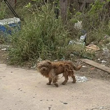 A young small-sized male Terrier dog named Oscar for adoption in New York, NY