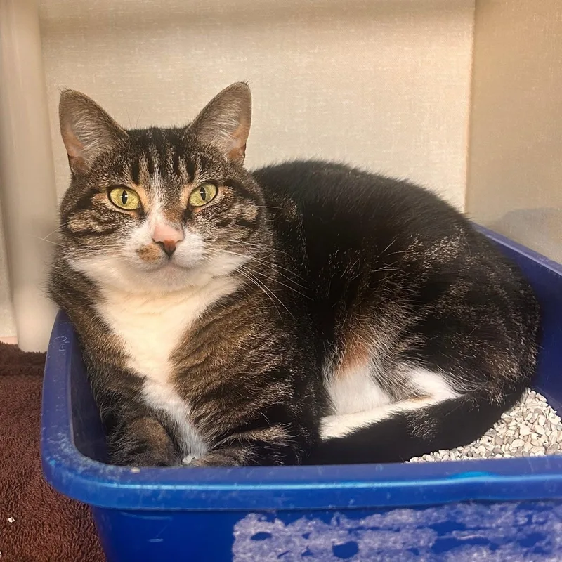 An adult medium-sized female Tabby (Brown / Chocolate) Domestic Short Hair cat named Mars for adoption in Saint Marys, PA
