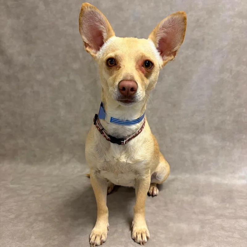 An adult small-sized female Chihuahua dog named Maisie for adoption in Parker, CO