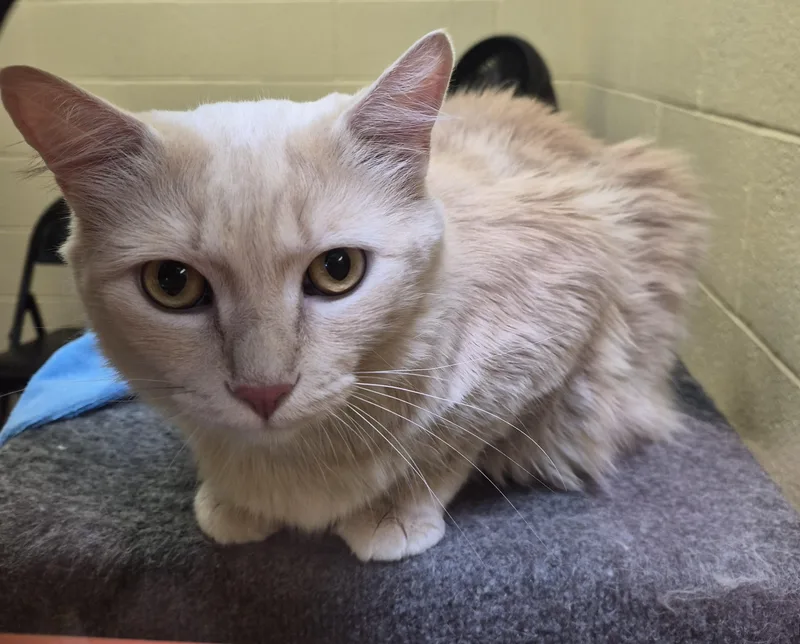 An adult large-sized male Tabby (Orange / Red) Domestic Medium Hair cat named Orange Juice for adoption in Sierra Vista, AZ