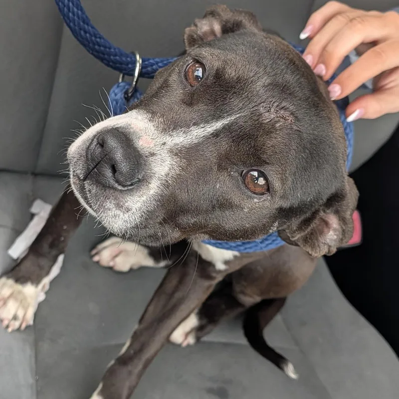 A young medium-sized female Black Mixed Breed dog named Joey for adoption in Philadelphia, PA
