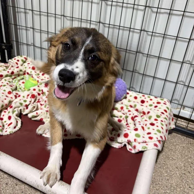A baby medium-sized female Australian Shepherd dog named Rosebud for adoption in Valparaiso, IN