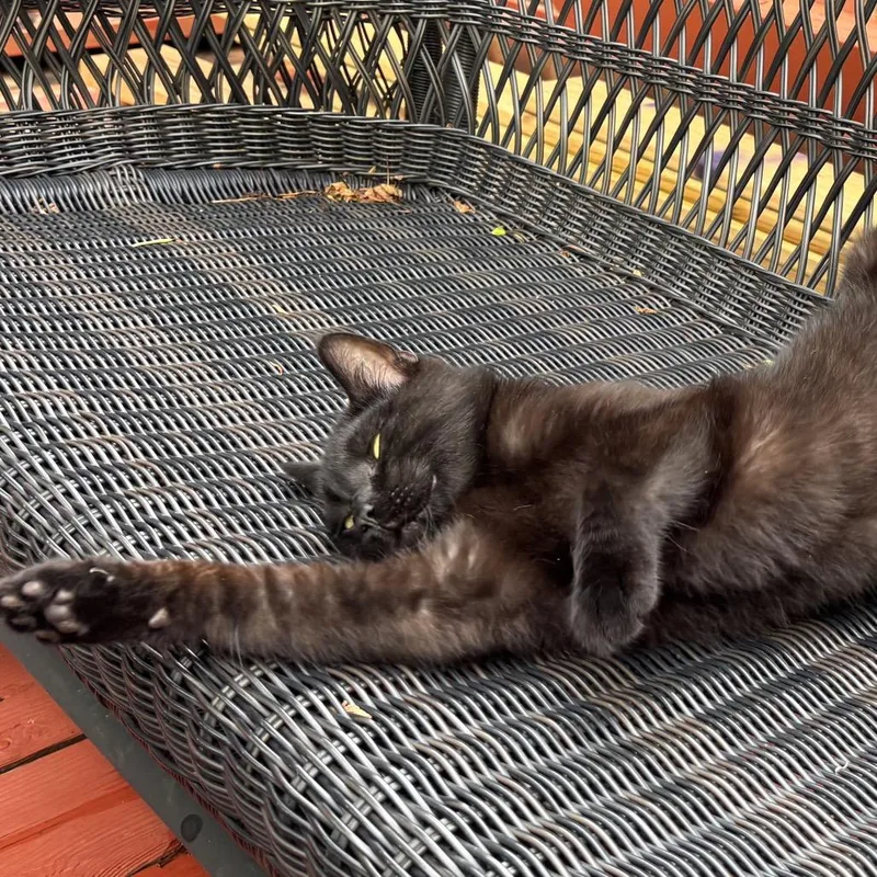 An adult small-sized male Black Domestic Short Hair cat named Found Nw Rochester for adoption in Rochester, MN