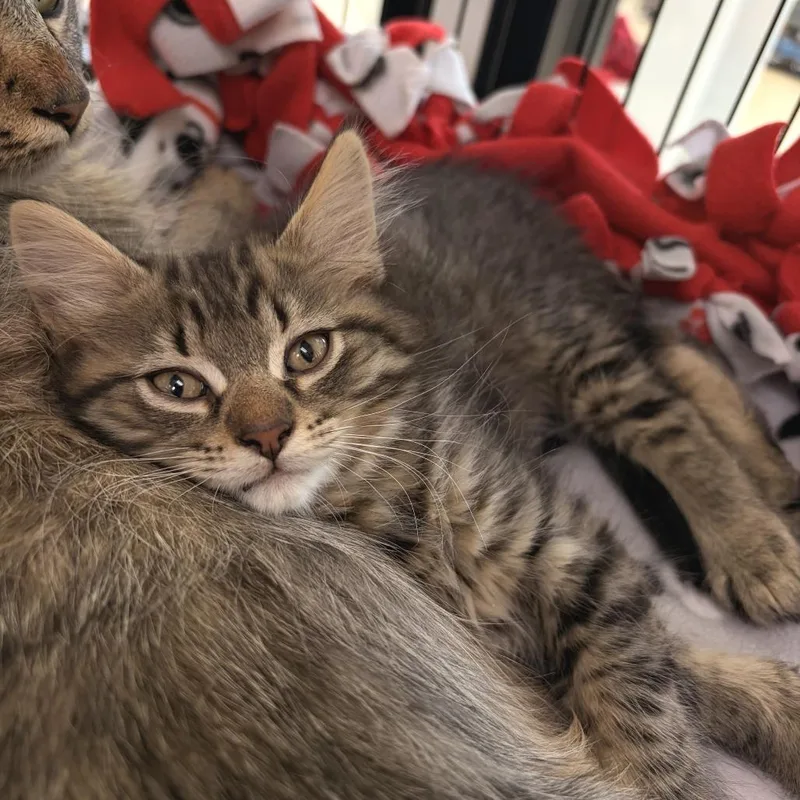 A baby small-sized male Gray / Blue / Silver Domestic Medium Hair cat named Emerald for adoption in Deerfield, IL