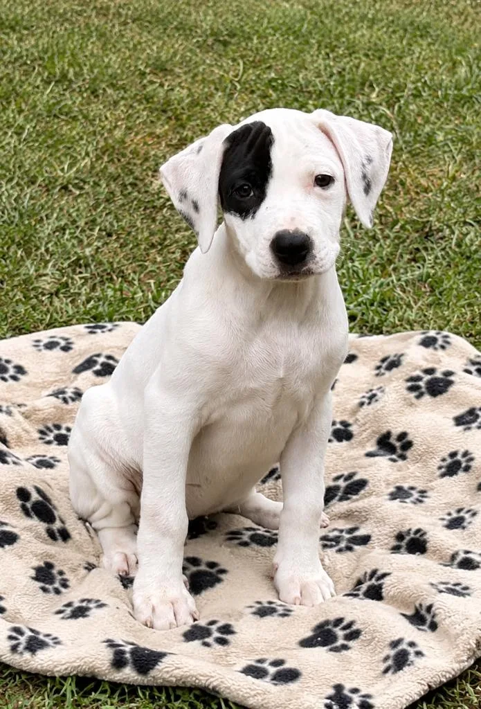 A baby medium-sized female White / Cream Pit Bull Terrier dog named Kendall for adoption in eufaula, AL