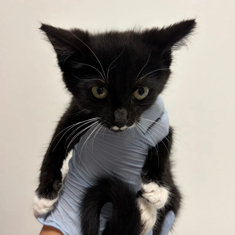 A baby small-sized female Black Domestic Short Hair cat named Opera for adoption in Nashville, TN