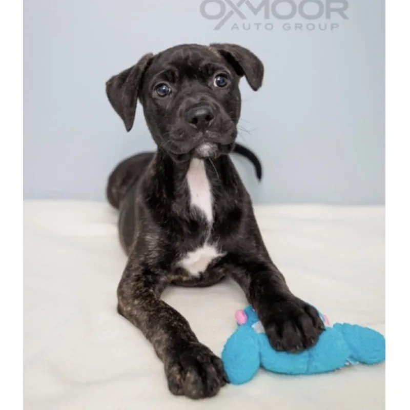 A baby large-sized female Brown / Chocolate Mixed Breed dog named Yika for adoption in Springboro, OH
