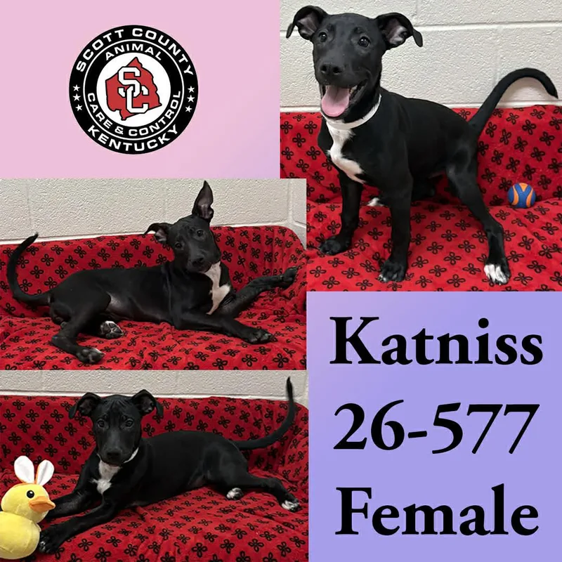 A young large-sized female Labrador Retriever dog named Katniss for adoption in Georgetown, KY