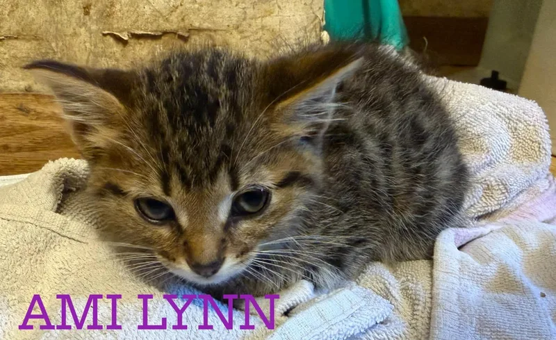 A baby medium-sized male Tabby (Brown / Chocolate) Tabby cat named Ami Lynn for adoption in Omaha, NE