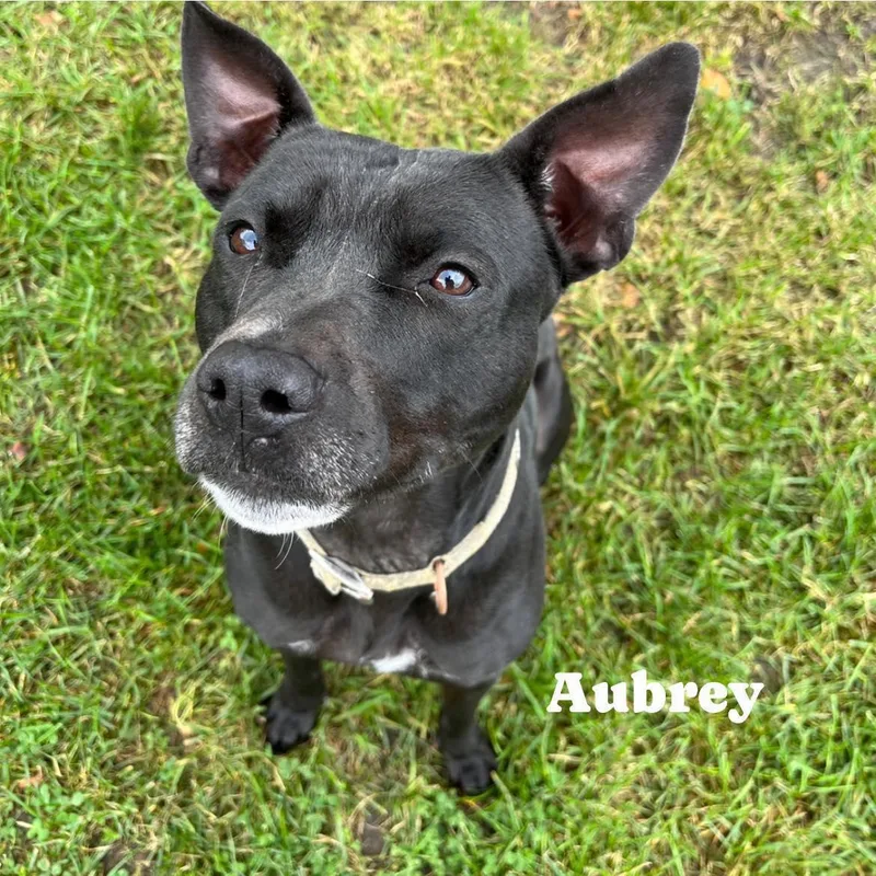 An adult medium-sized female Black Pit Bull Terrier dog named Aubrey for adoption in Moline, IL