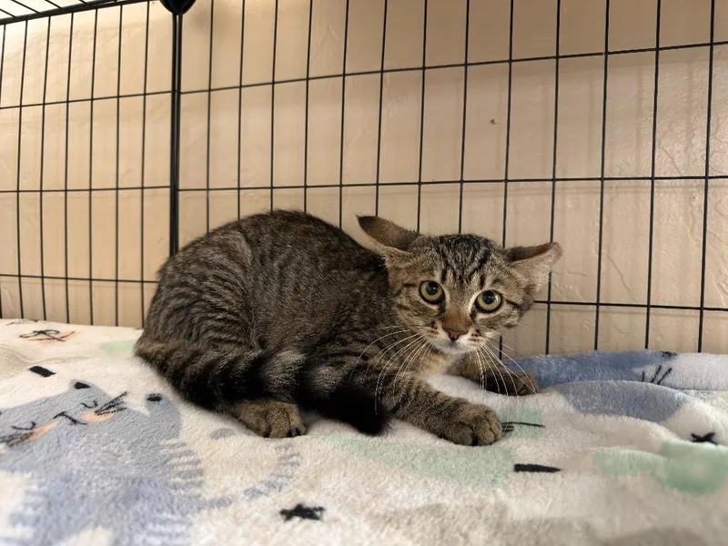 An adult small-sized female Domestic Short Hair cat named Burrito for adoption in La Verkin, UT