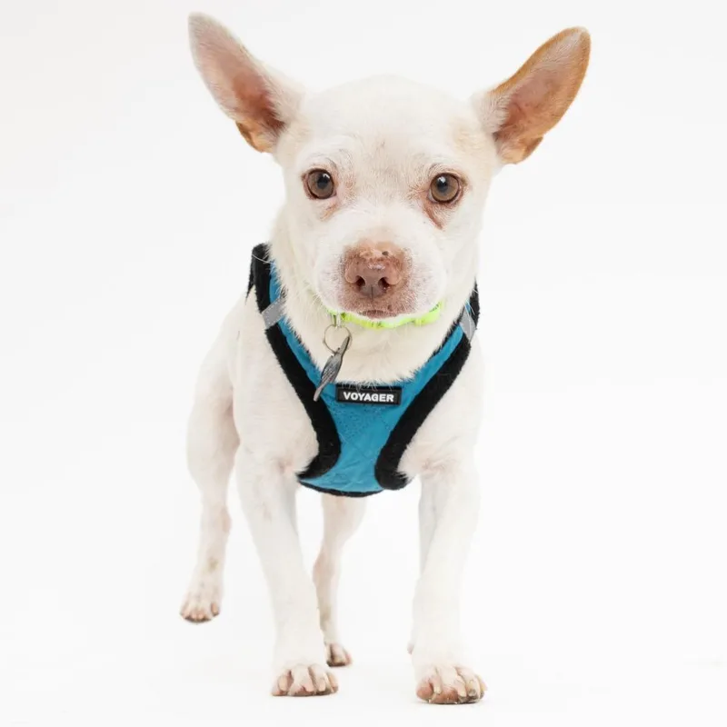 A senior small-sized male White / Cream Chihuahua dog named Neil the Seal for adoption in San Francisco, CA