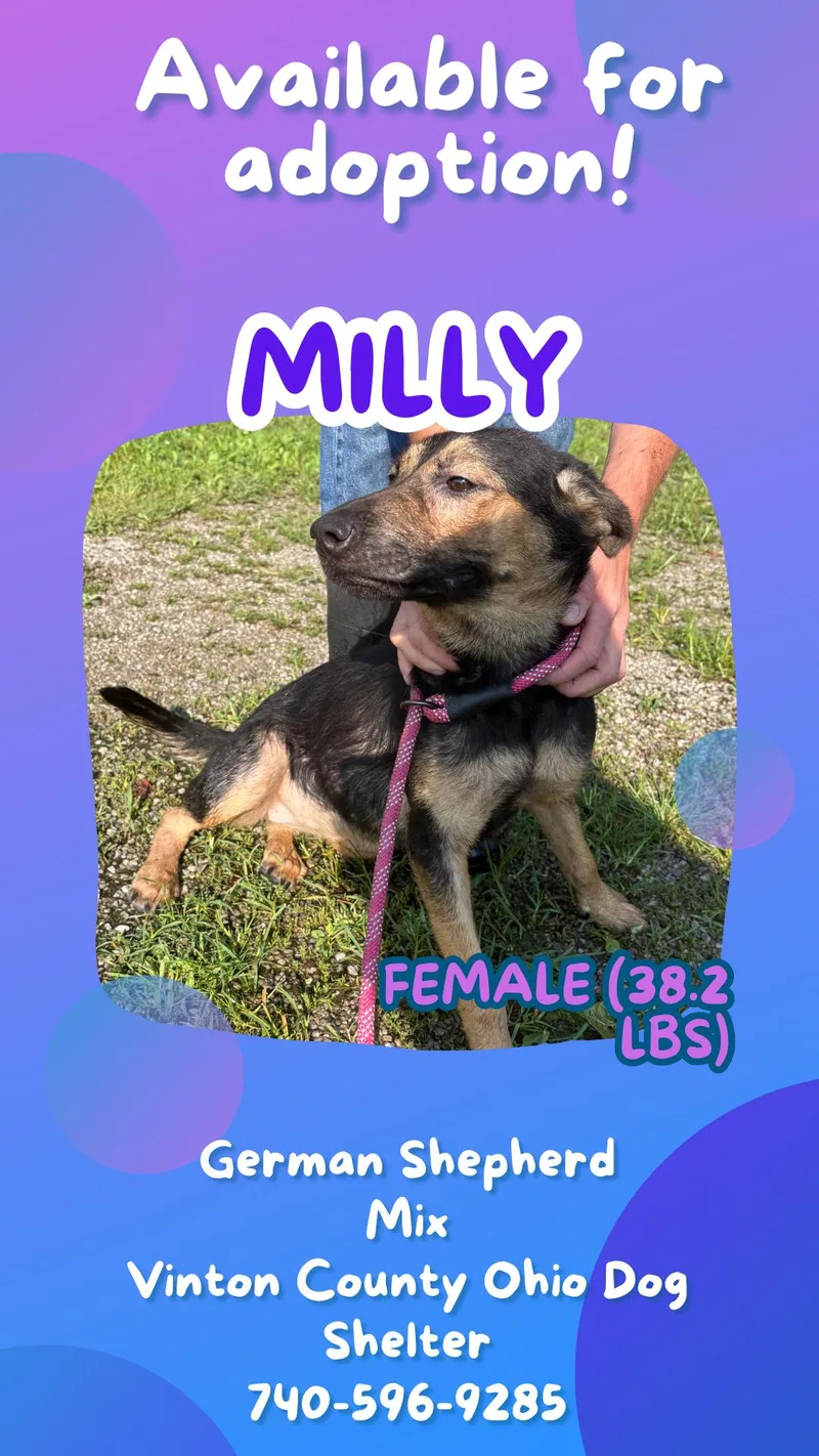 A young medium-sized female Bicolor German Shepherd Dog dog named Milly for adoption in McArthur, OH