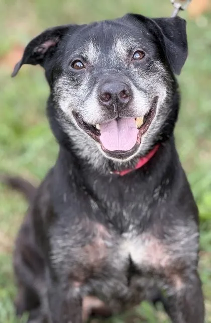 An adult medium-sized female Labrador Retriever dog named Rose for adoption in Malvern, PA