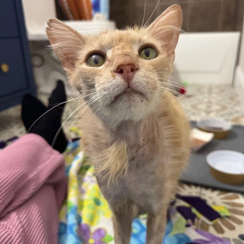 Nigel Thornberry thumbnail 2