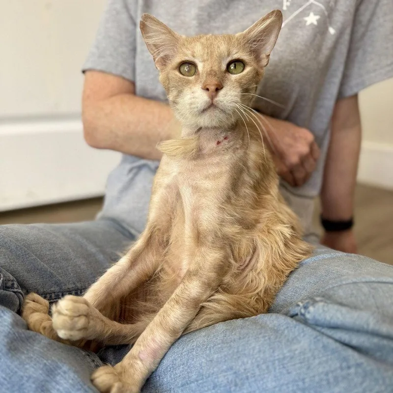 Nigel Thornberry thumbnail 3