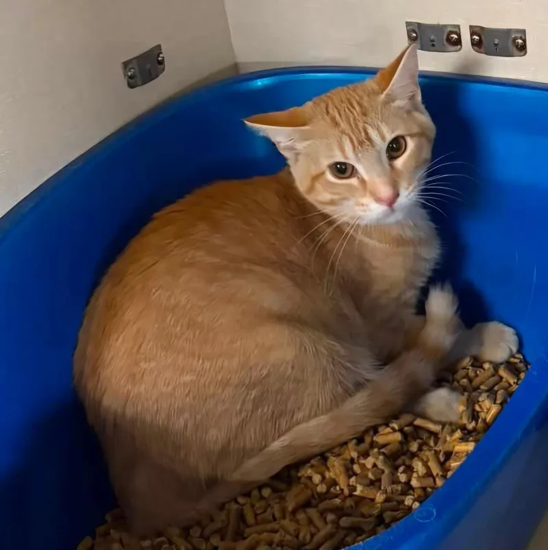 A baby small-sized male Tabby (Orange / Red) Domestic Short Hair cat named Sparky for adoption in Grand Rapids, MI