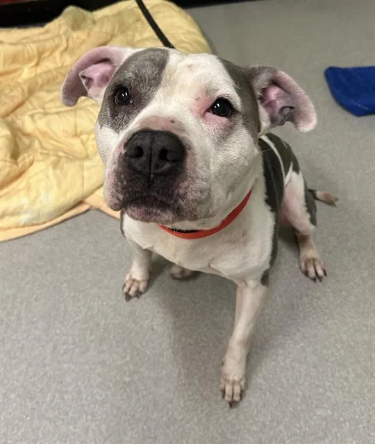 An adult large-sized male Pit Bull Terrier dog named Skylar for adoption in Indianapolis, IN