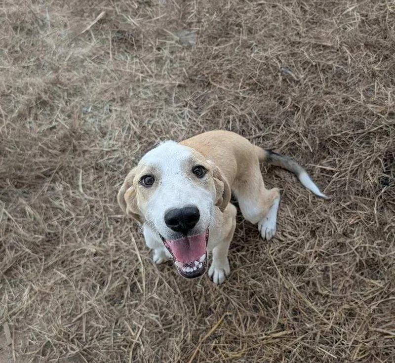 A young medium-sized female White / Cream Labrador Retriever dog named Biscuit for adoption in Okmulgee, OK