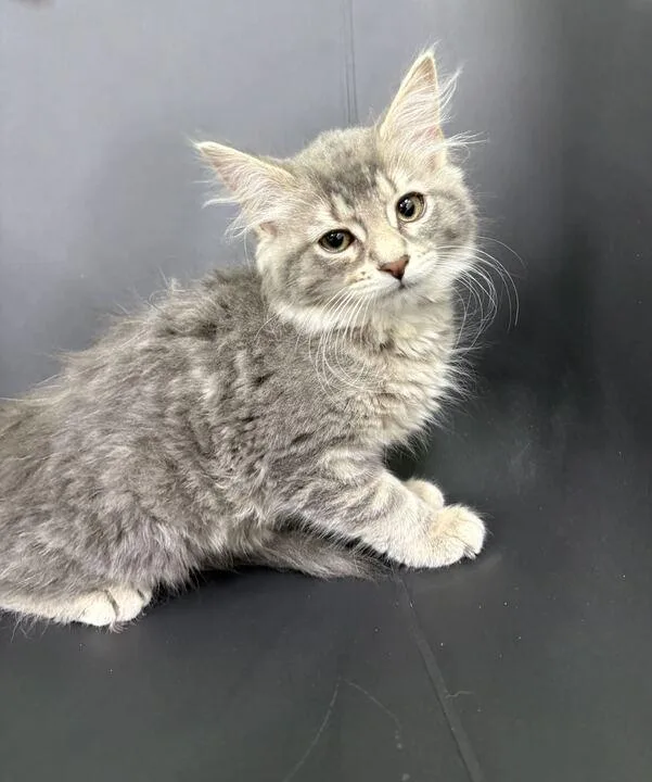 A baby small-sized female Domestic Medium Hair cat named Newt for adoption in Jackson, MI