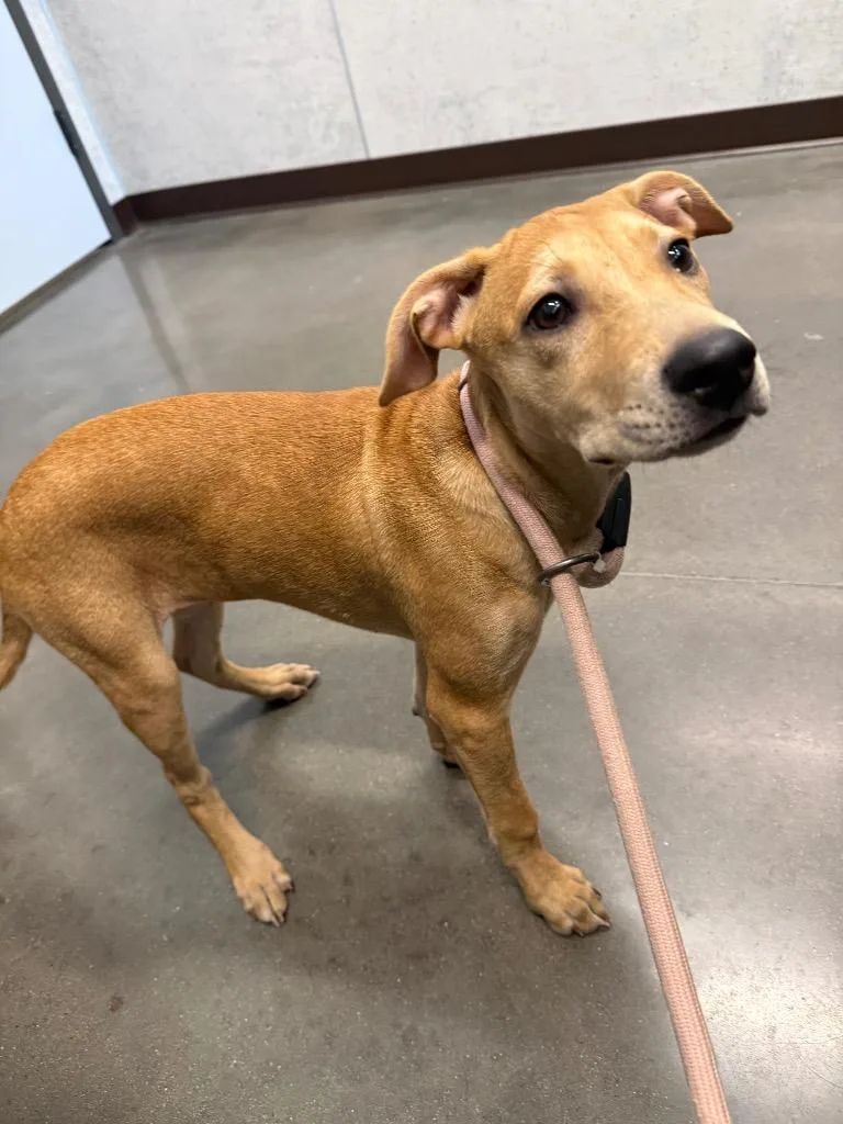 A baby medium-sized female Mixed Breed dog named Honey Bun for adoption in Clarksville, TN