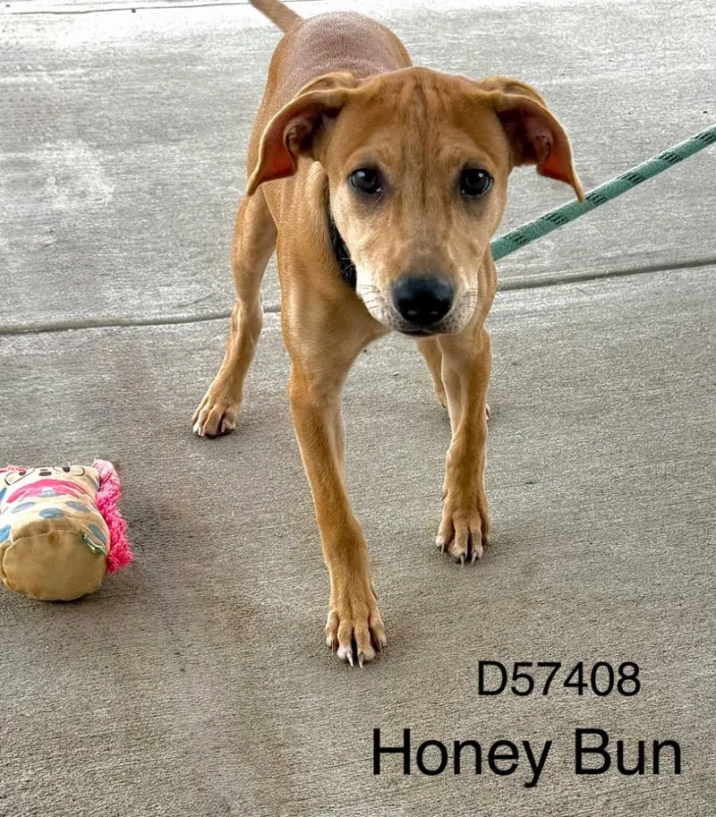 Honey Bun thumbnail 2