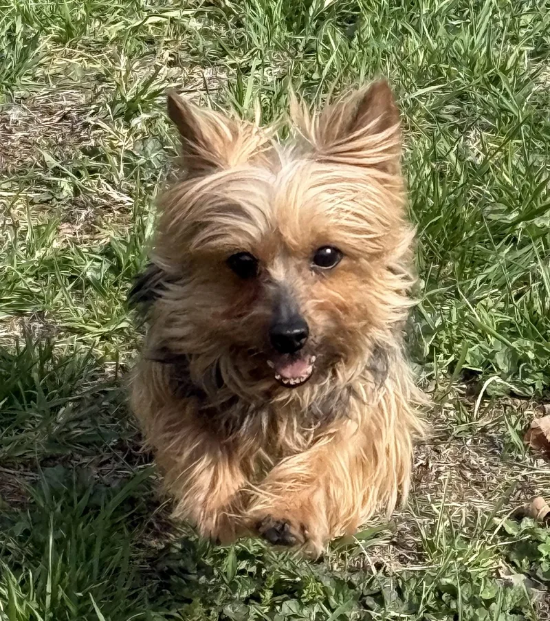 An adult small-sized female Sable Yorkshire Terrier dog named Dolly Pawton for adoption in Chicopee, MA