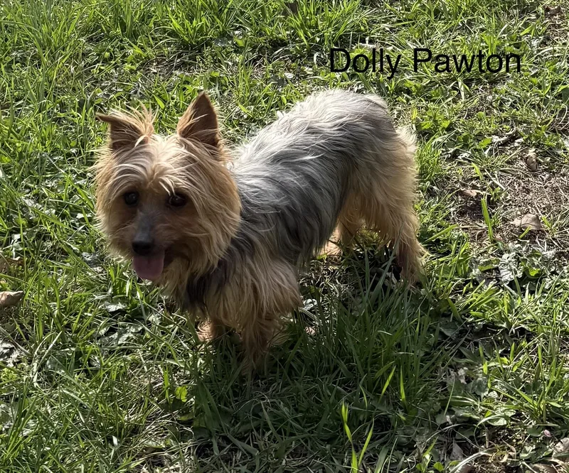 Dolly Pawton thumbnail 2