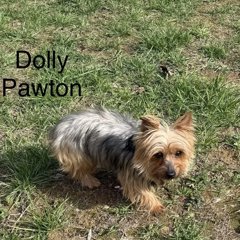 Dolly Pawton thumbnail 4
