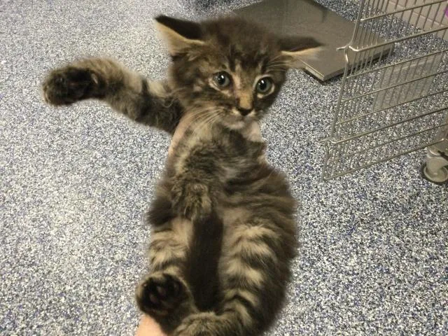 A baby small-sized male Domestic Medium Hair cat named Parrot for adoption in Thousand Palms, CA