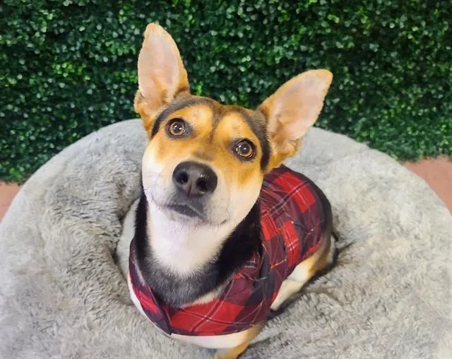 A young medium-sized female German Shepherd Dog dog named Rezz for adoption in Antioch, CA