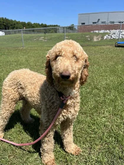 An adult large-sized female Standard Poodle dog named Honey for adoption in Manteo, NC
