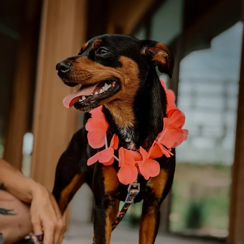 A young small-sized female Black Miniature Pinscher dog named Lola for adoption in Melbourne, KY