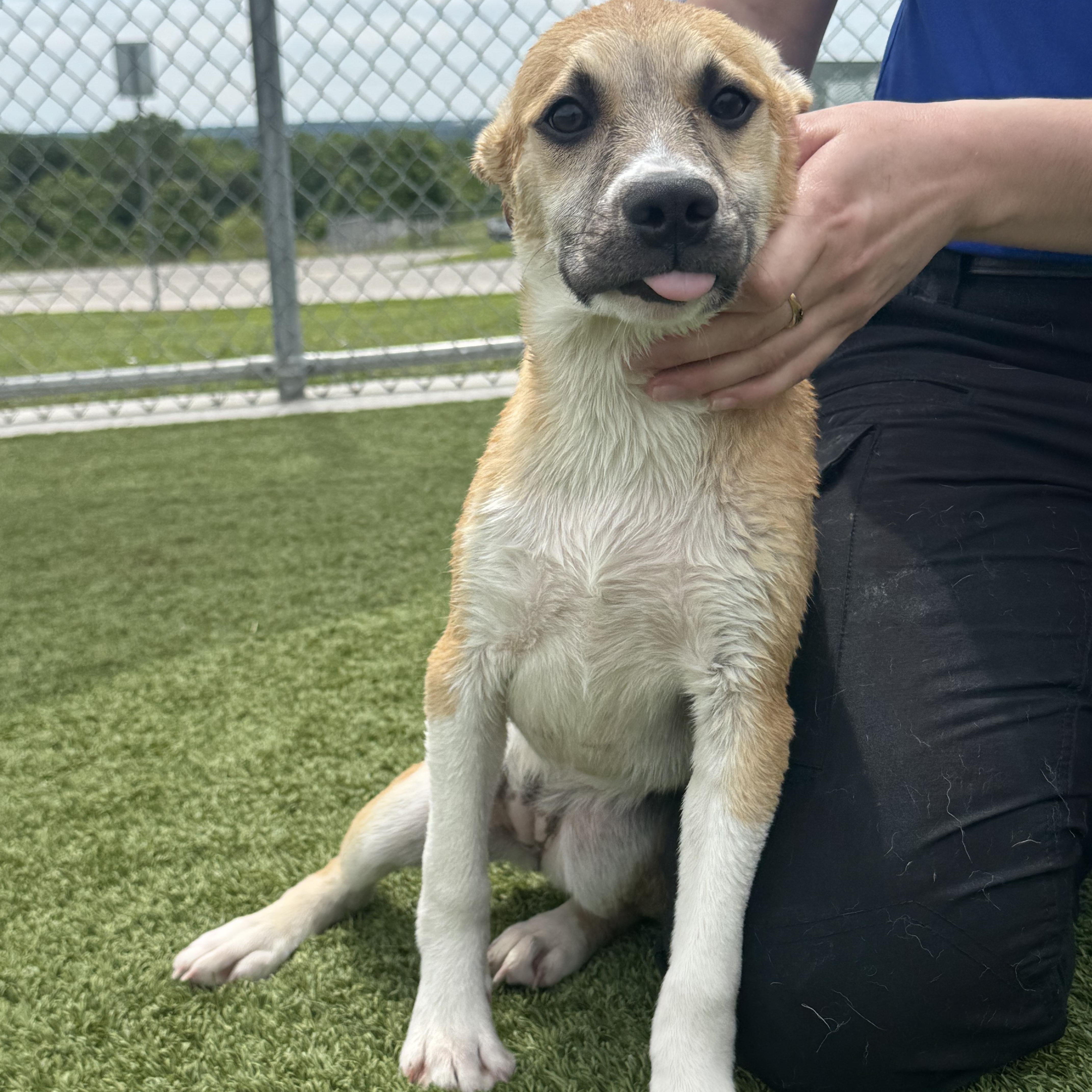 A baby large-sized female Yellow / Tan / Blond / Fawn Shepherd dog named Rue for adoption in Liberty, MO