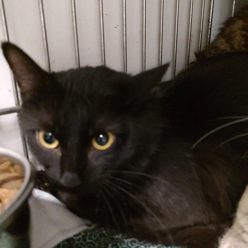 A young small-sized female Black Domestic Long Hair cat named C for adoption in Corsicana, TX