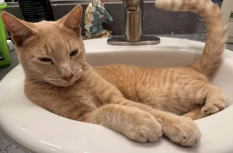 A young medium-sized male Tabby (Orange / Red) Tabby cat named Opie for adoption in Woodland, CA