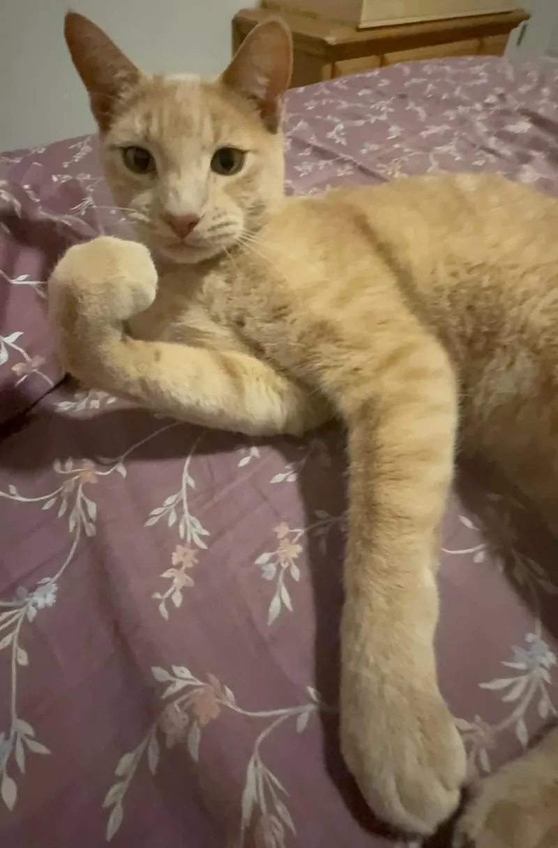 Opie thumbnail 3