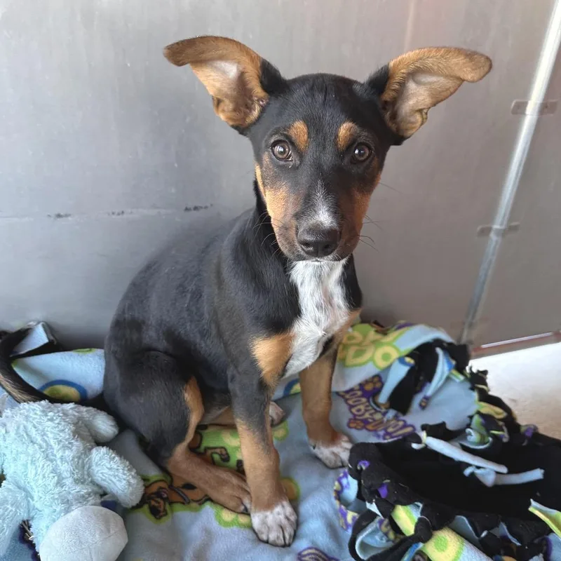 A baby medium-sized female Black Mixed Breed dog named Yertle the Turtle for adoption in Park City, UT
