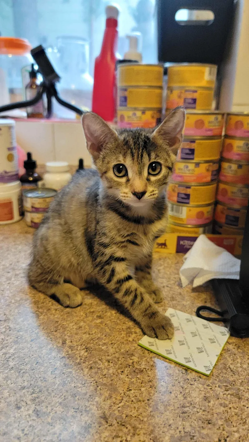 A baby small-sized female Tabby (Brown / Chocolate) American Shorthair cat named Kalahari for adoption in North Bergen, NJ