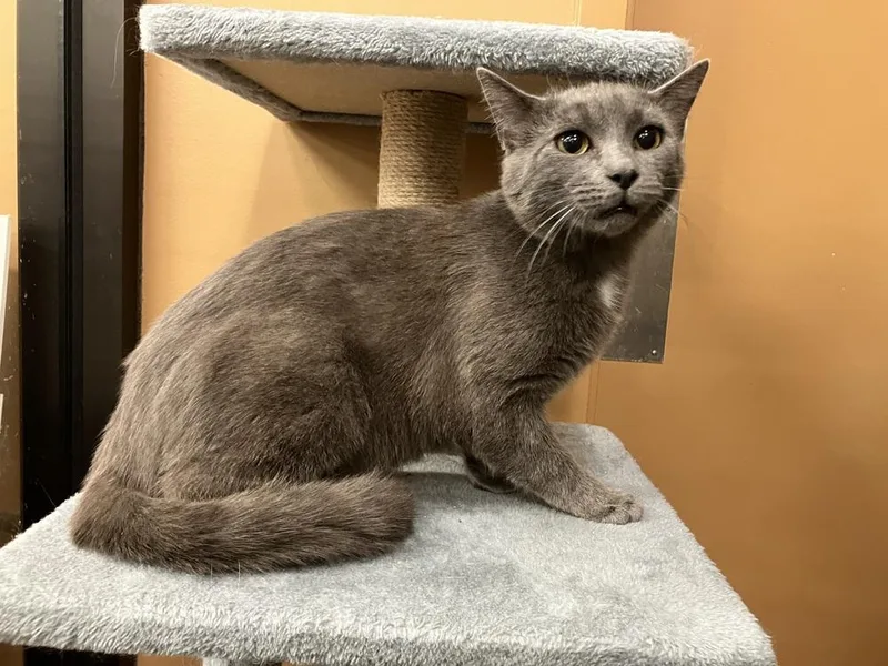 An adult large-sized male Gray / Blue / Silver Domestic Short Hair cat named Leo Cw for adoption in Greenville, SC