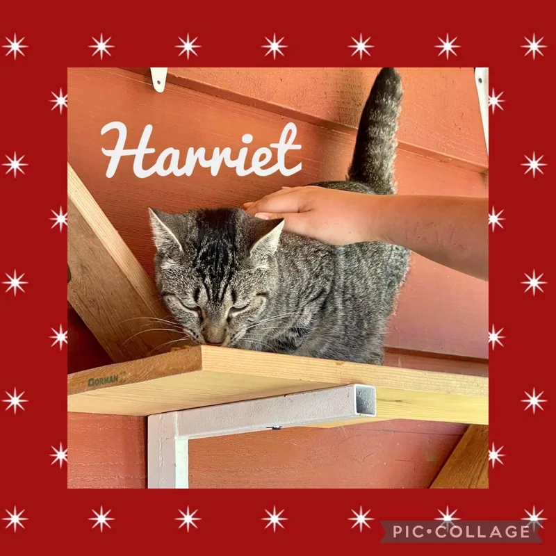 Harriet