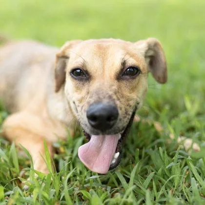 An adult medium-sized male Brown / Chocolate Mixed Breed dog named Clyde for adoption in Tyler, TX