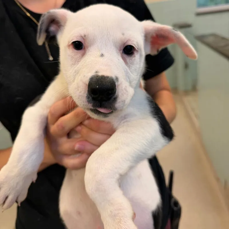 A baby small-sized female White / Cream Mixed Breed dog named Riot for adoption in Hamilton, GA